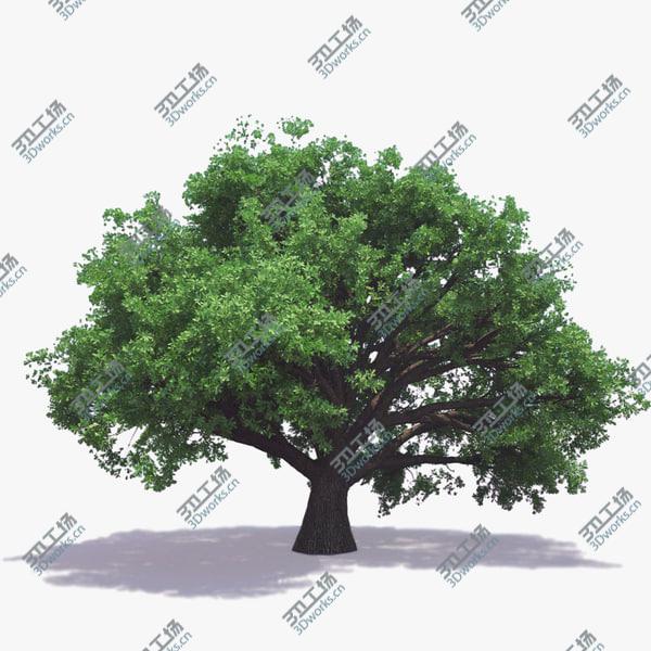 images/goods_img/20210312/English Oak (For Any Season)/1.jpg